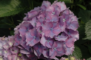 Hydrangea macrophylla Hamburg